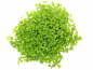 Preview: Tweedies Perlenkraut - Micranthemum tweediei 'Montecarlo' in vitro